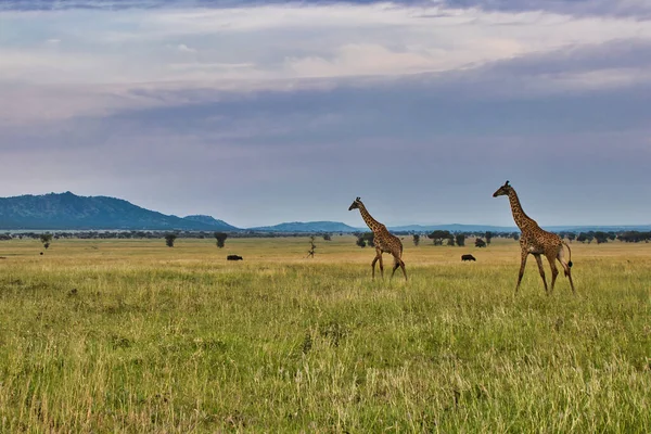 Coppia Giraffe Attraversano Savanna Parco Nazionale Del Serengeti Tanzania — Foto Stock