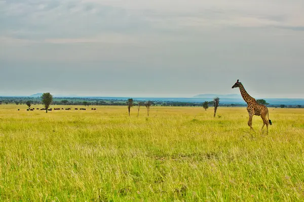 坦桑尼亚塞伦盖蒂国家公园黄昏的一只长颈鹿 — 图库照片
