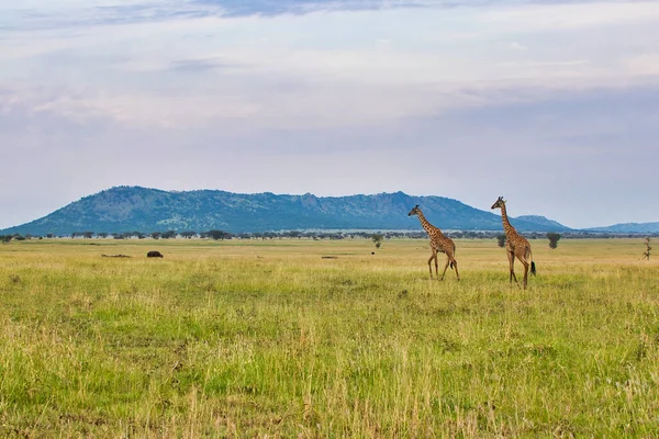 Coppia Giraffe Attraversano Savanna Parco Nazionale Del Serengeti Tanzania — Foto Stock