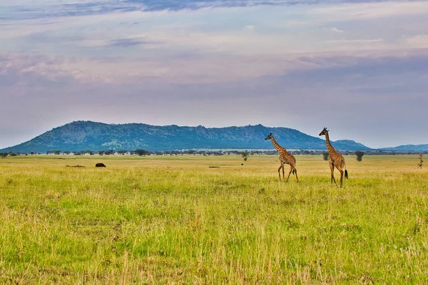 Pareja Jirafas Cerca Parque Nacional Serengeti Tanzania — Foto de Stock