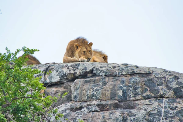 Лев Отдыхает Вершине Копье Национальном Парке Серенгети Танзания — стоковое фото
