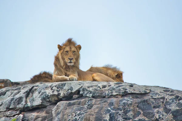 在坦桑尼亚塞伦盖蒂国家公园的Kopje上休息的狮子 — 图库照片