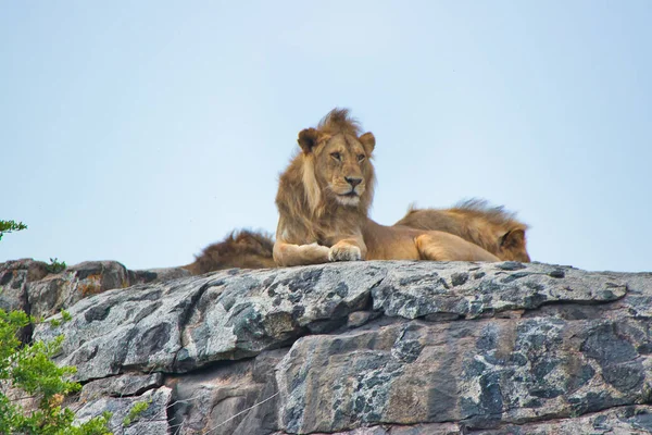 在坦桑尼亚塞伦盖蒂国家公园的Kopje上休息的狮子 — 图库照片
