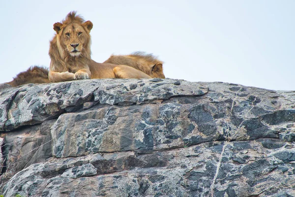 Leone Appoggiato Kopje Nel Parco Nazionale Del Serengeti Tanzania — Foto Stock