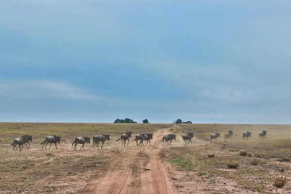 Wildebeest Weg Naar Maswa Wildreservaat Serengeti National Park Tanzania — Stockfoto