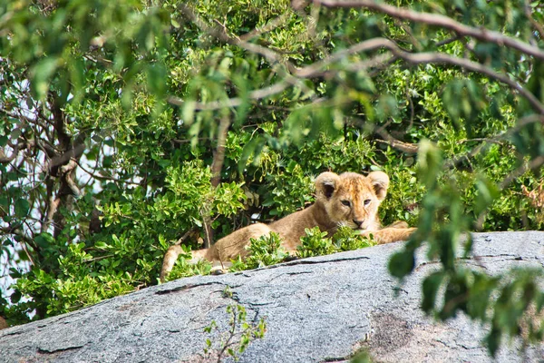 Cucciolo Leone Nel Parco Nazionale Del Serengeti Tanzania — Foto Stock
