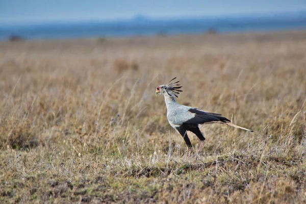 Secrétaire Oiseau Gros Plan Parc National Serengeti Tanzanie — Photo