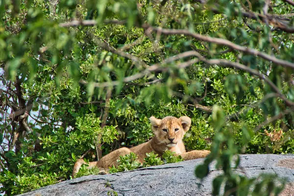 Cucciolo Leone Nel Parco Nazionale Del Serengeti Tanzania — Foto Stock