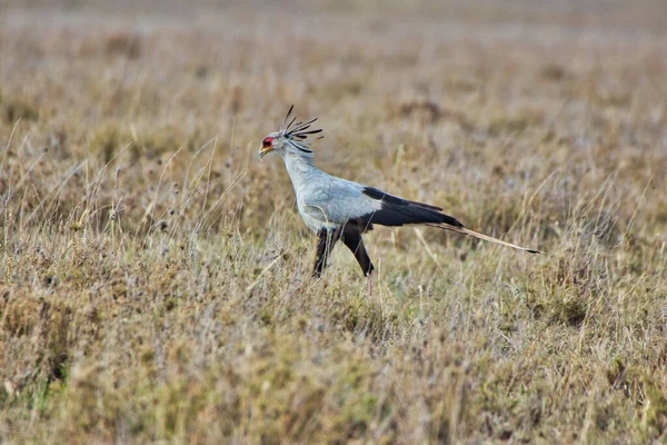 Secretario Pájaro Cerca Parque Nacional Del Serengeti Tanzania — Foto de Stock