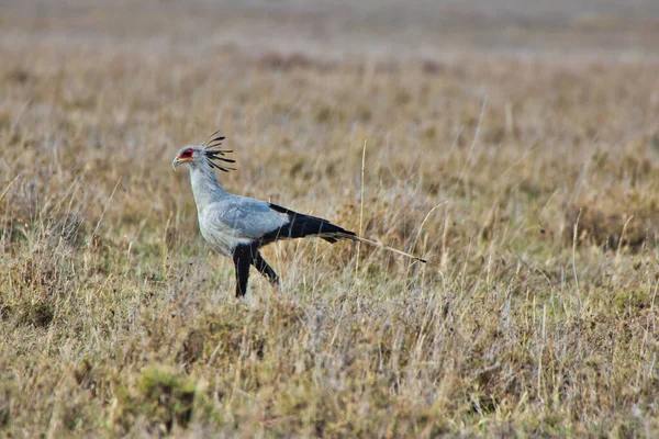Secretario Pájaro Cerca Parque Nacional Del Serengeti Tanzania — Foto de Stock