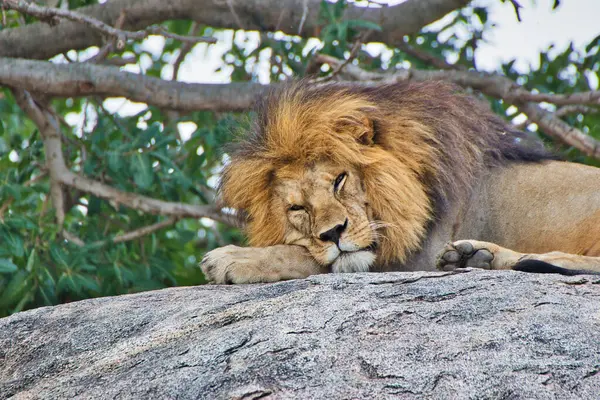 坦桑尼亚塞伦盖蒂国家公园的熟睡狮子 — 图库照片