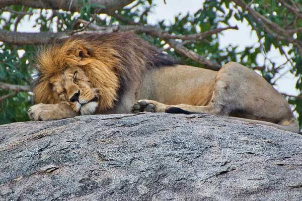 Leone Dormiente Vicino Parco Nazionale Del Serengeti Tanzania — Foto Stock