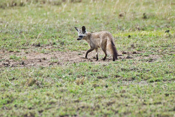 Bat Eared Fox Parku Narodowym Serengeti Tanzania — Zdjęcie stockowe