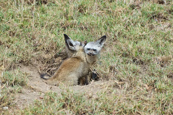 Par Bat Eared Fox Parque Nacional Serengeti Tanzânia — Fotografia de Stock