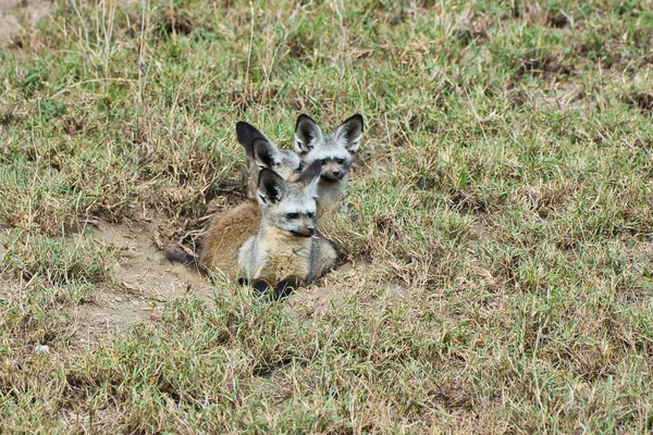 Família Bat Eared Fox Parque Nacional Serengeti Tanzânia — Fotografia de Stock