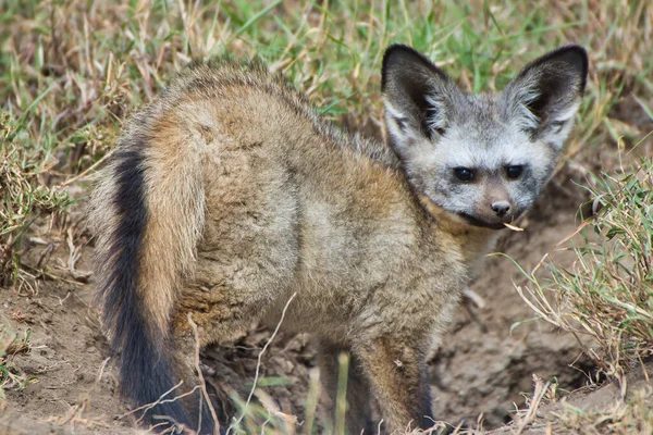 Bat Eared Fox Parque Nacional Serengeti Tanzânia — Fotografia de Stock