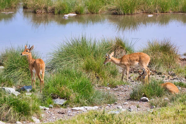 Σπάνιες Antelopes Oribi Νερόλακκο Στο Εθνικό Πάρκο Serengeti Τανζανία — Φωτογραφία Αρχείου