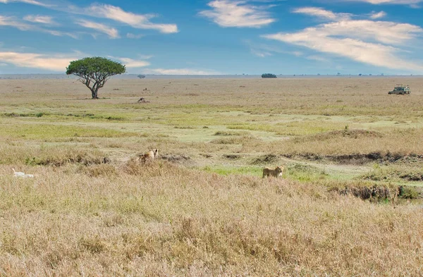 Lejoninna Nära Vattenhål Serengeti National Park Tanzania — Stockfoto