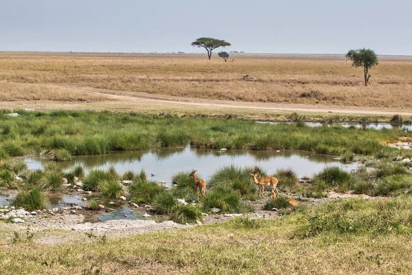 Sällsynta Oribi Anteloper Vid Vattenhål Serengeti Nationalpark Tanzania — Stockfoto