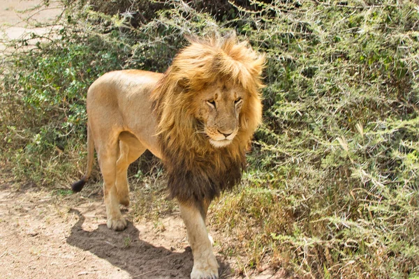 Leu Adult Aproape Parcul Național Serengeti Tanzania — Fotografie, imagine de stoc