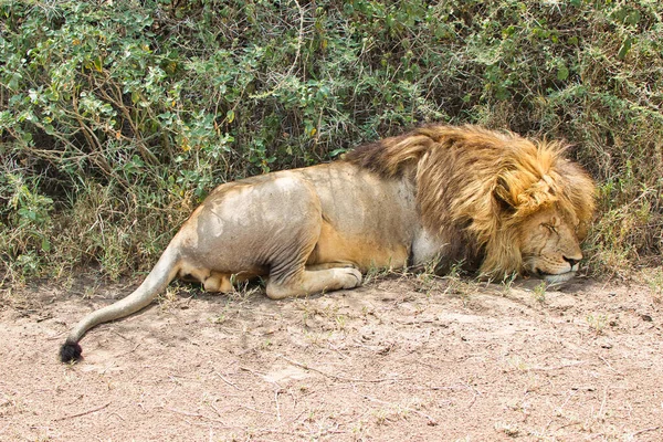 León Descansando Sombra Parque Nacional Del Serengeti Tanzania — Foto de Stock