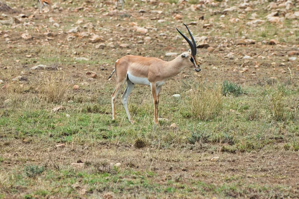Grant Gazelle Στο Εθνικό Πάρκο Serengeti Τανζανία — Φωτογραφία Αρχείου