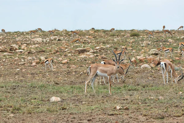 Rebanho Gazelas Parque Nacional Serengeti Tanzânia — Fotografia de Stock