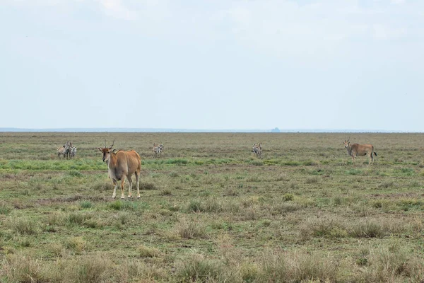 Eland Solitaria Nel Parco Nazionale Del Serengeti Tanzania — Foto Stock