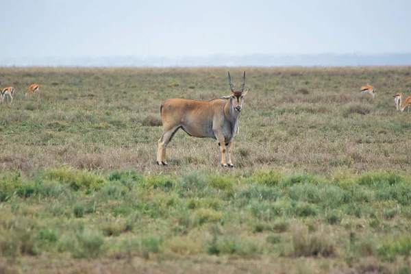 Eland Solitario Parque Nacional Del Serengeti Tanzania — Foto de Stock