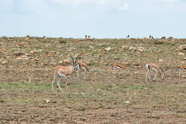 Stado Gazeli Parku Narodowym Serengeti Tanzania — Zdjęcie stockowe