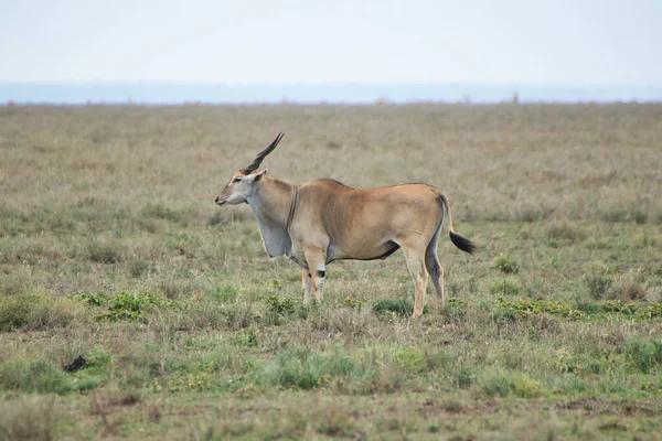 Samotny Eland Parku Narodowym Serengeti Tanzania — Zdjęcie stockowe