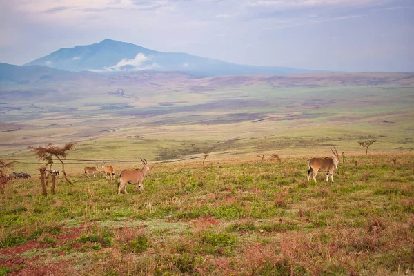 Kawanan Eland Pagi Hari Cahaya Dalam Kawah Ngorongoro Tanzania — Stok Foto
