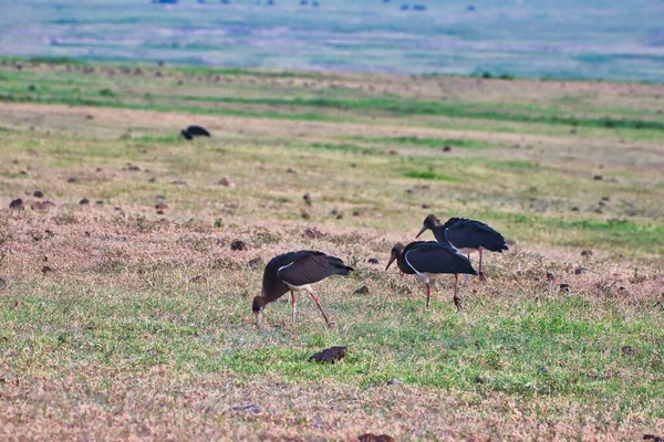 Abdims Stork Trio Στον Κρατήρα Ngorongoro Τανζανία — Φωτογραφία Αρχείου