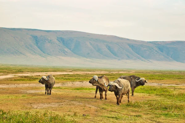 Buffalo Groep Ngorongoro Krater Tanzania — Stockfoto