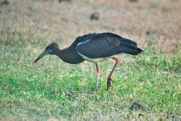 Abdims Stork Close Ngorongoro Crater Tanzania — стокове фото