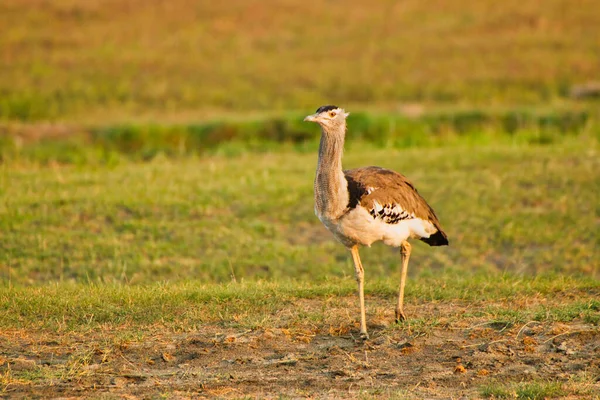 Bustard Kori Cerca Sol Mañana Temprano Cráter Ngorongoro Tanzania — Foto de Stock