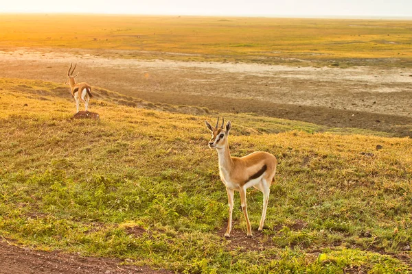 Thomson Gazelles Στον Κρατήρα Ngorongoro Τανζανία — Φωτογραφία Αρχείου
