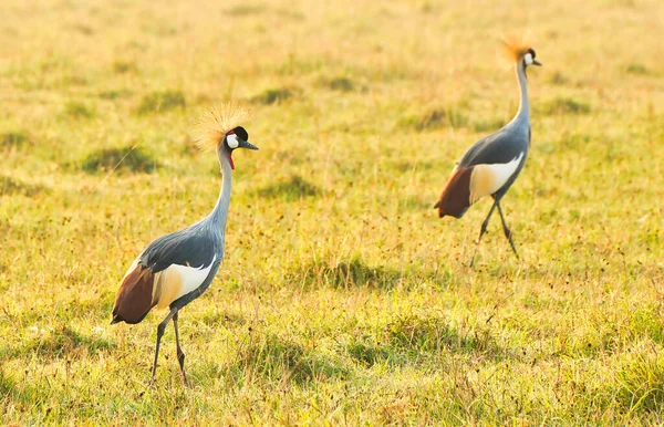 Gekroonde Kraanvogel Paar Het Vroege Ochtendlicht Ngorongoro Krater Tanzania — Stockfoto