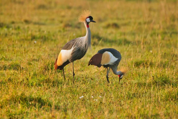 Gekroonde Kraanvogel Paar Het Vroege Ochtendlicht Ngorongoro Krater Tanzania — Stockfoto