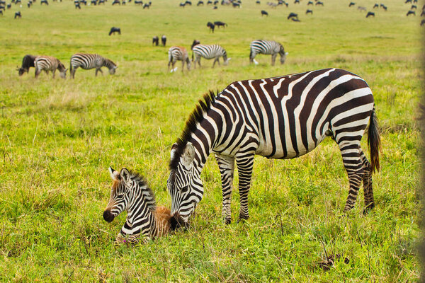 Zebra and its foal inside Ngorongoro crater, Tanzania