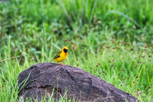 Speke Weaver Vogels Genieten Van Kruimels Van Een Picknick Ngorongoro — Stockfoto