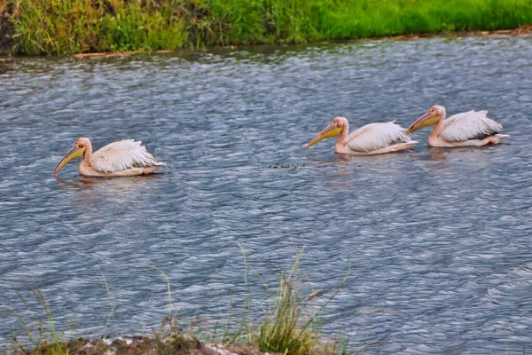 Afrikaanse Pelican Trio Het Hippo Zwembad Ngorongoro Krater Tanzania — Stockfoto