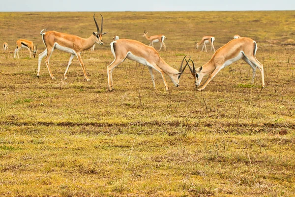 Bolsas Gazela Machos Lutando Dentro Cratera Ngorongoro Tanzânia — Fotografia de Stock