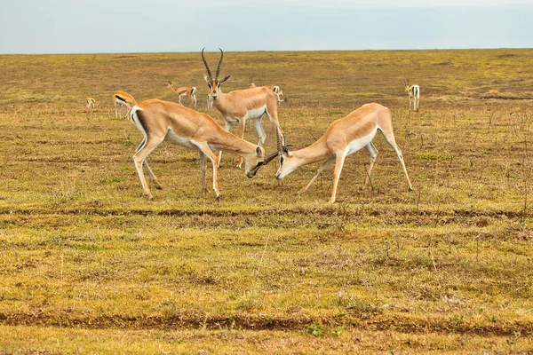 Bolsas Gazela Machos Lutando Dentro Cratera Ngorongoro Tanzânia — Fotografia de Stock