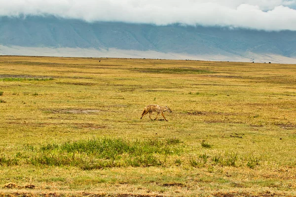Een Zeldzame Afrikaanse Gouden Jakhals Ngorongoro Krater Tanzania — Stockfoto