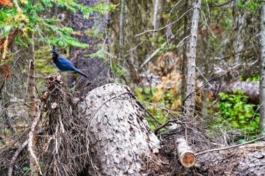 Bir Steller 's Blue Jay Kanada' da Banff yakınlarındaki Louise Gölü 'nde