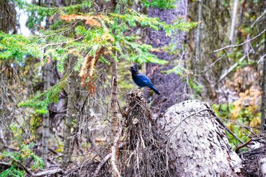 Bir Steller 's Blue Jay Kanada' da Banff yakınlarındaki Louise Gölü 'nde