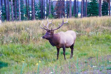 Kanada kayalıklarında Jasper kasabası yakınlarında muhteşem boynuzları olan bir Boğa Geyiği Cervus kanadensis