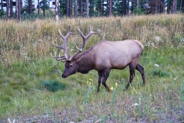 Kanada kayalıklarında Jasper kasabası yakınlarında muhteşem boynuzları olan bir Boğa Geyiği Cervus kanadensis