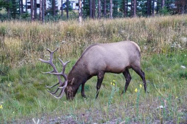 Kanada kayalıklarında Jasper kasabası yakınlarında muhteşem boynuzları olan bir Boğa Geyiği Cervus kanadensis